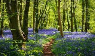 The Hope of Spring & Coronavirus Blues